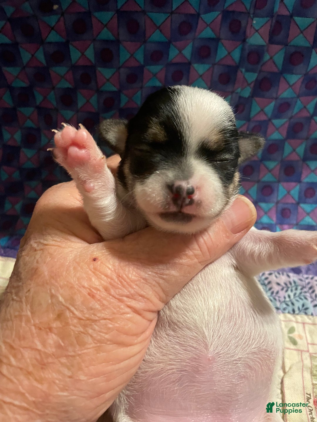 Chihuahua dogs for sale: Lucille - Ad 15