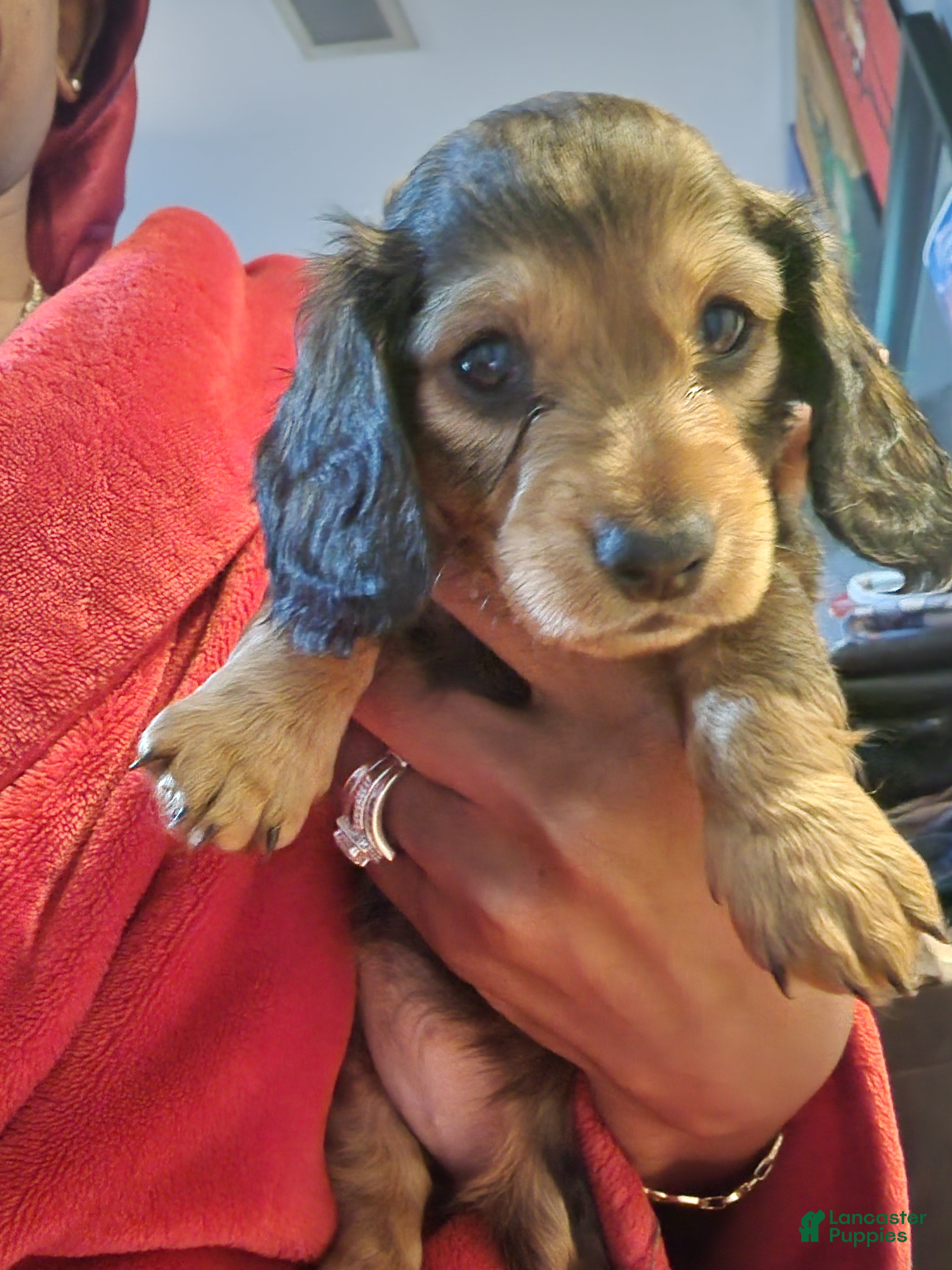 Dachshund dogs for sale: Dachshund Puppy Spots - Ad 2
