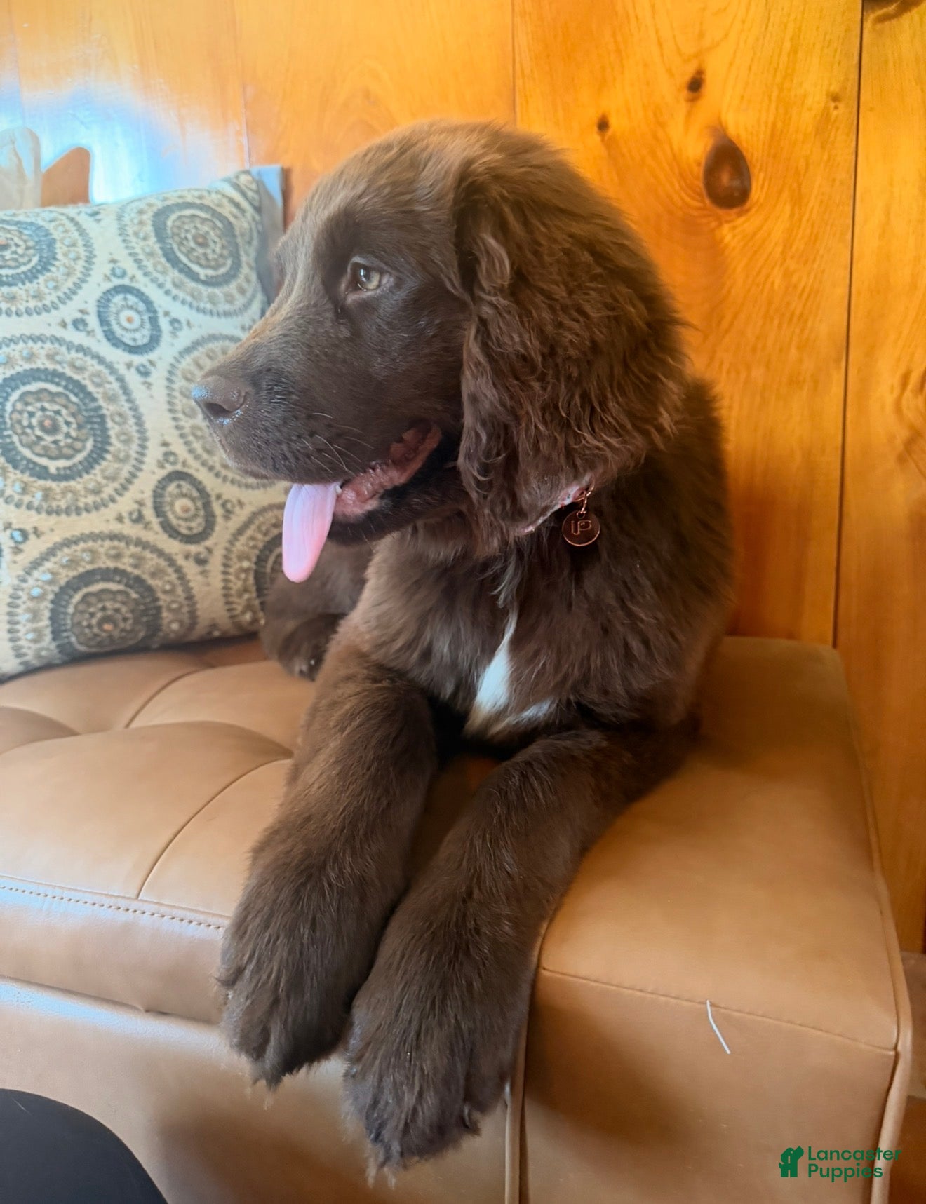 Newfoundland dogs Lena - Ad 2