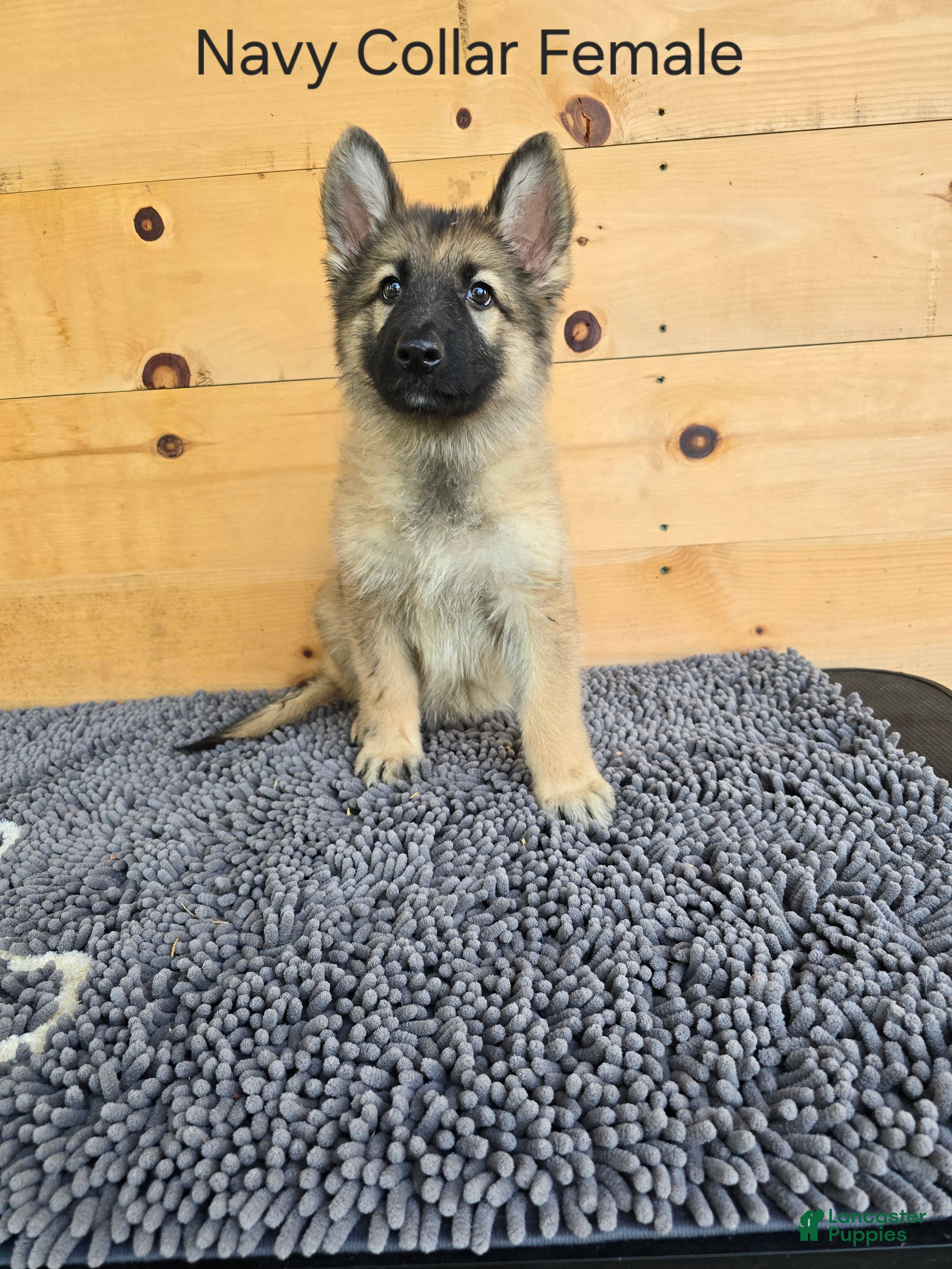 German Shepherd dogs German Shepherd 3 - Ad 2