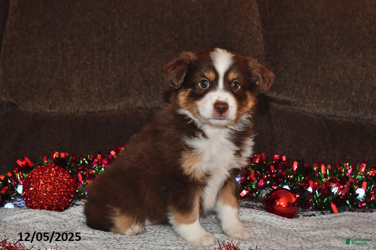 Miniature Australian Shepherd dogs Dottie - Ad 15