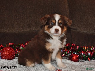 Miniature Australian Shepherd dogs Dottie - Ad 14