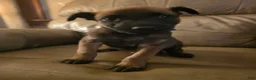 Belgian Malinois dogs for sale: Belgian Malinois 7 (blue) - Ad 2