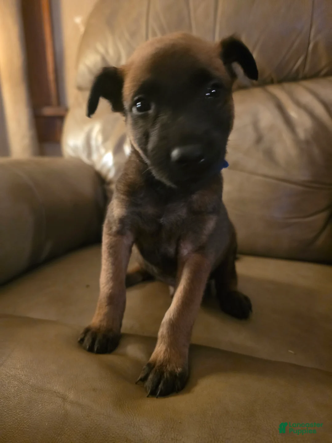 Belgian Malinois dogs for sale: Belgian Malinois 7 (blue) - Ad 2