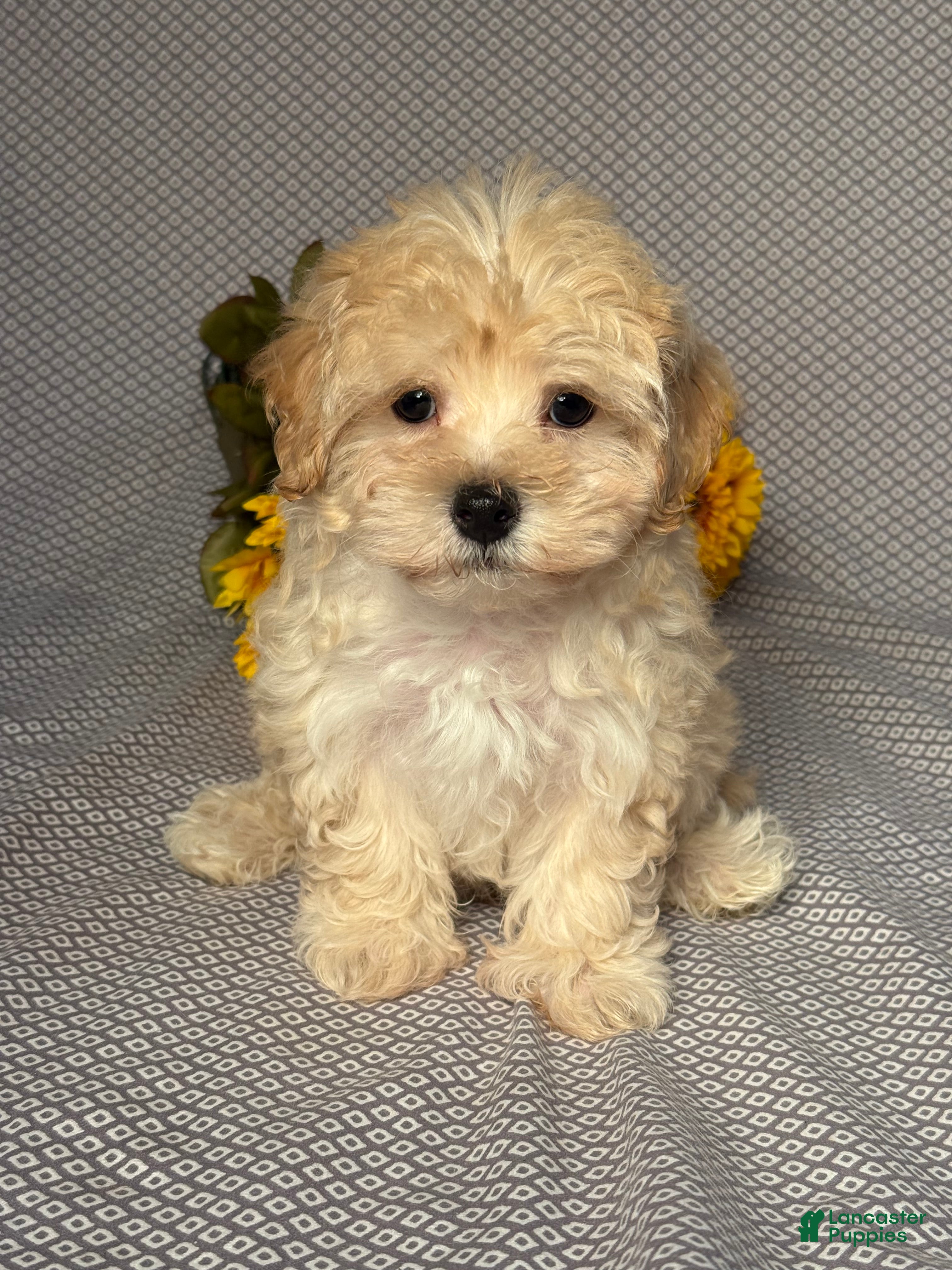 Asher (Maltipoo, Male) in Sugarcreek, OH