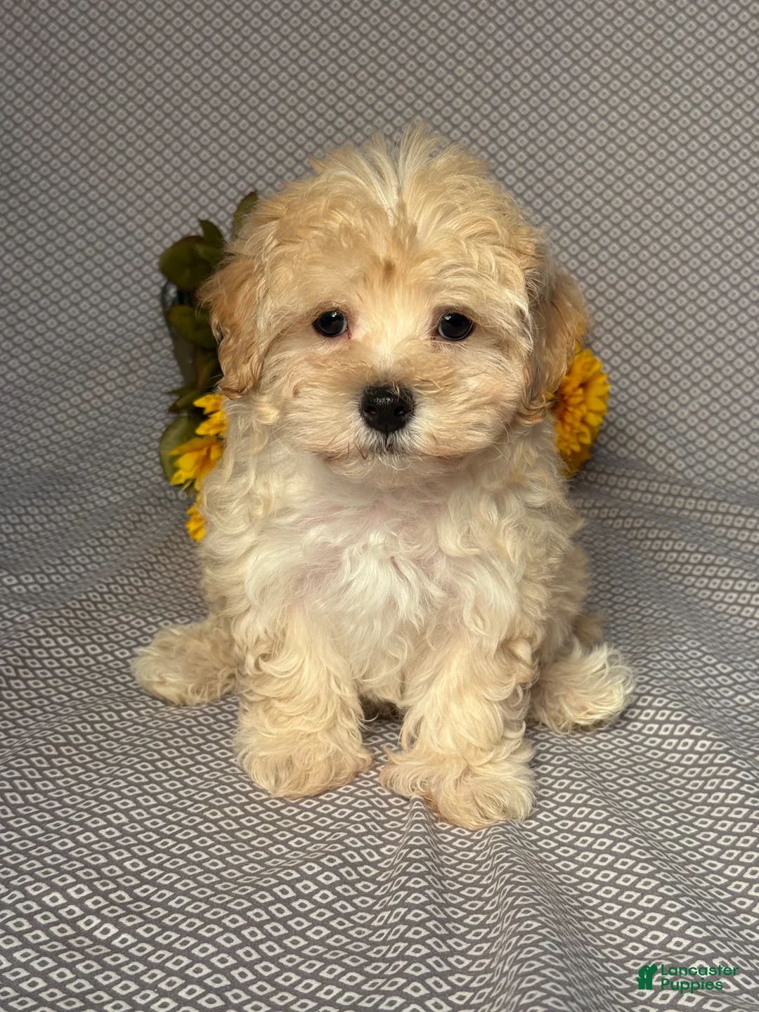 Maltipoo dogs for sale: Asher - Ad 1