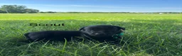 Labrador Retriever dogs for sale: scout - Ad 3