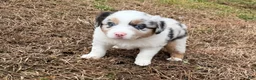 Australian Shepherd dogs for sale: Prince - Ad 7