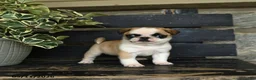 Pug dogs for sale: Fettuccine - Ad 2