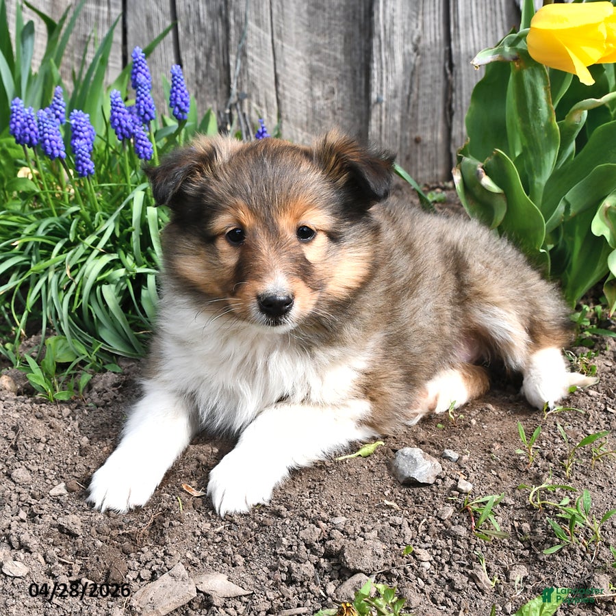 Shetland Sheepdog dogs Marla - Ad 2