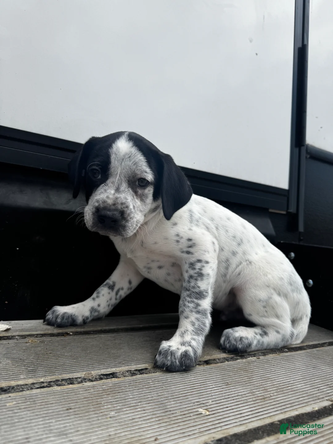 Mixed Breed dogs for sale: Snow - Ad 2