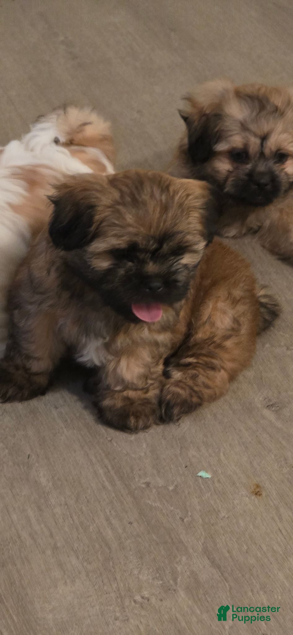 Shih Tzu dogs Shih Tzu 3 - Ad 2
