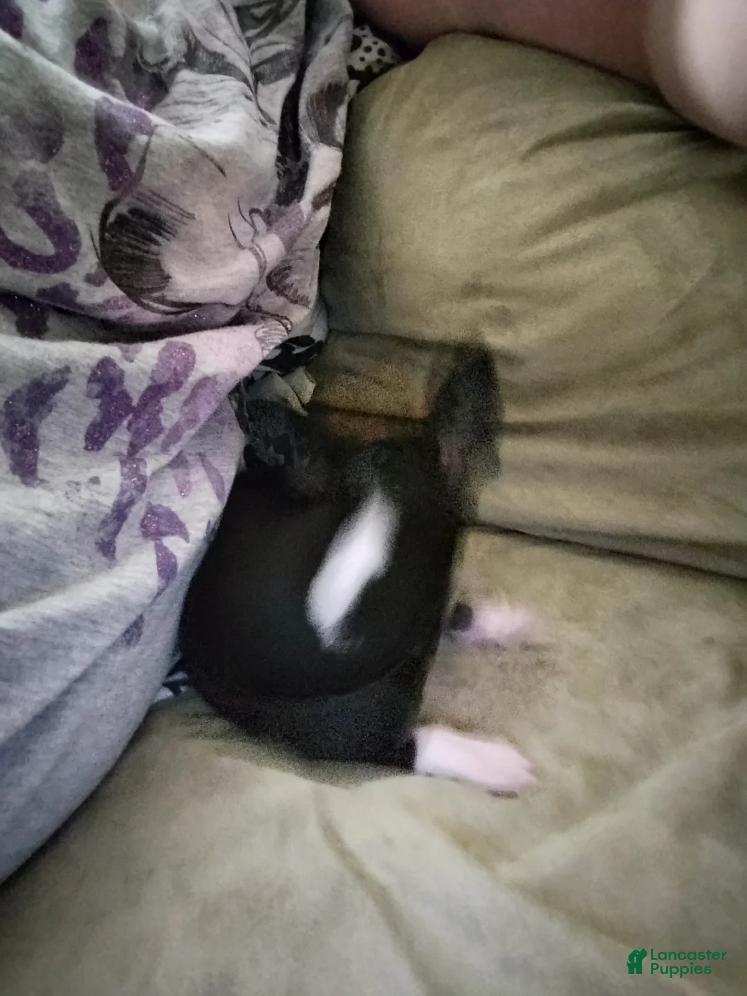 Chihuahua dogs for sale: Chihuahua Puppy 1 - Ad 4