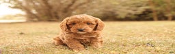 Mini Goldendoodle dogs for sale: Oakley - Ad 5