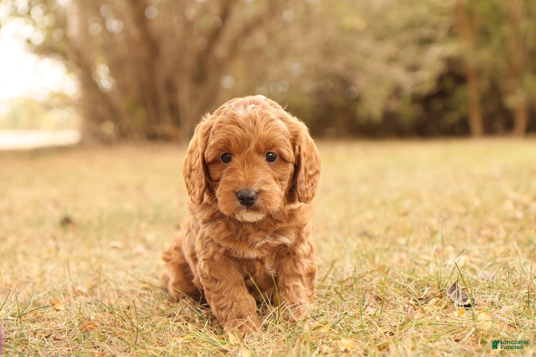 Mini Goldendoodle dogs for sale: Oakley - Ad 5