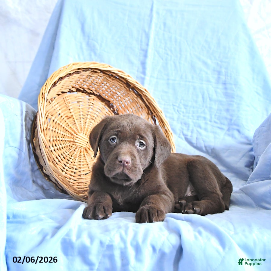 Labrador Retriever dogs Dylan - Ad 2