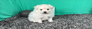 Pomapoo 3