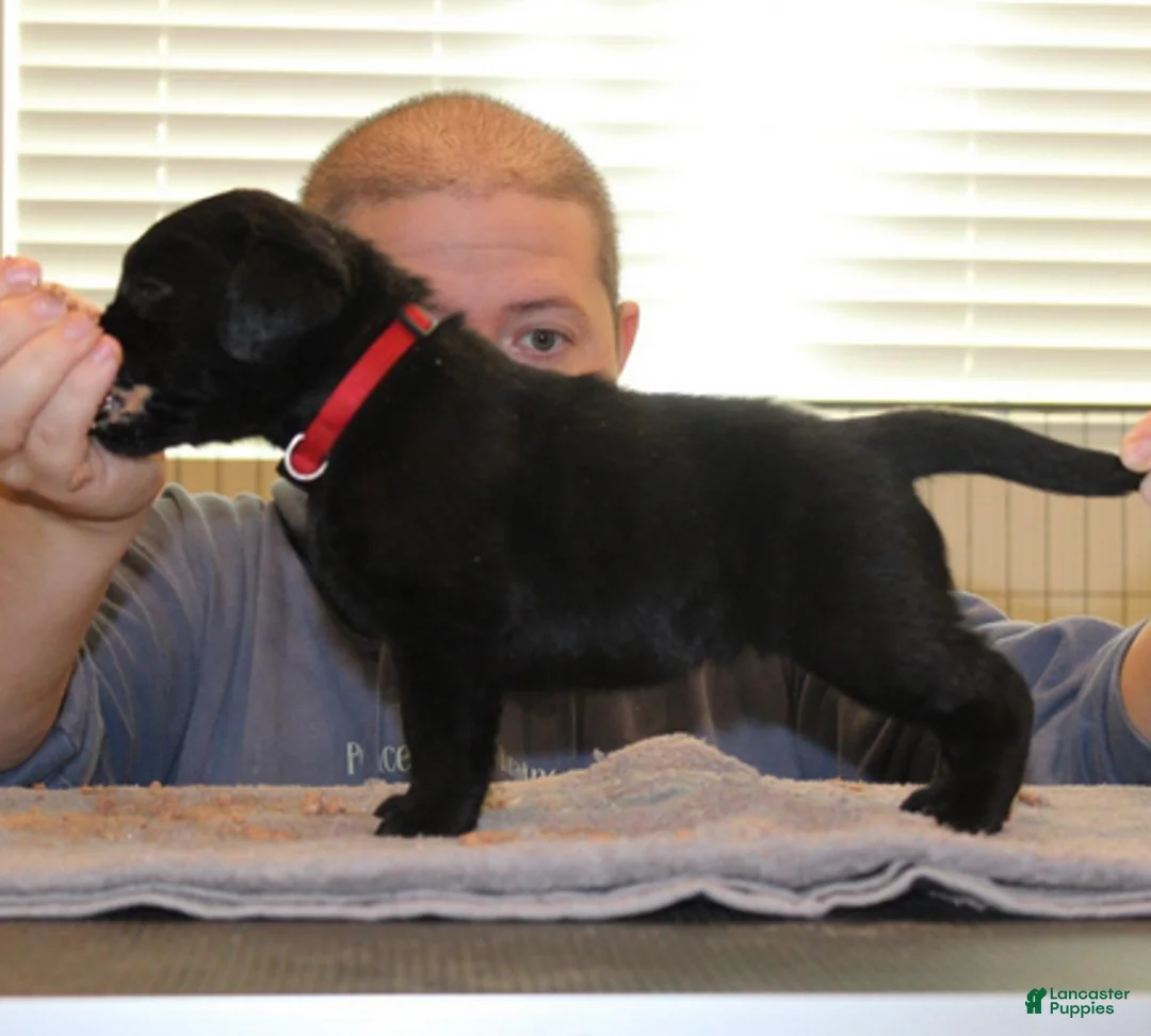 Labrador Retriever dogs for sale: Korra - Ad 5