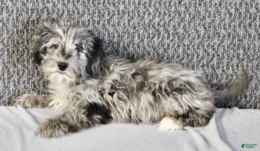 Mixed Breed dogs for sale: Parker - Ad 8