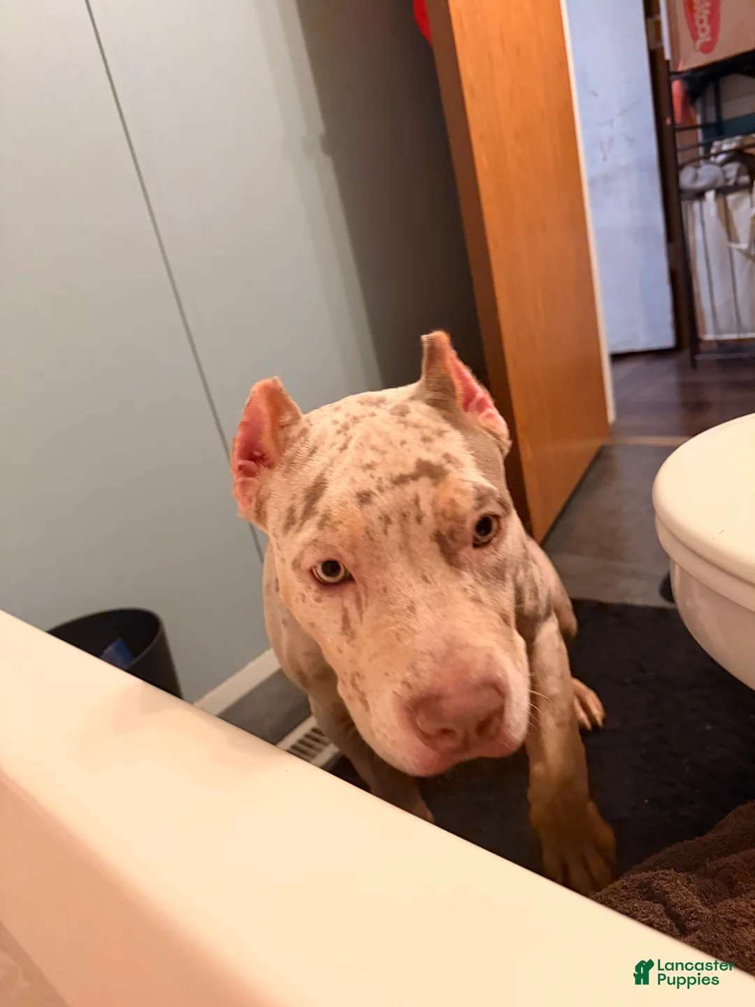 American Bully dogs for sale: American Bully Puppy 2 - Ad 7