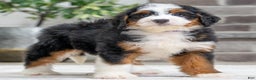 Bernese Mountain Dog dogs for sale: Stella - Ad 2