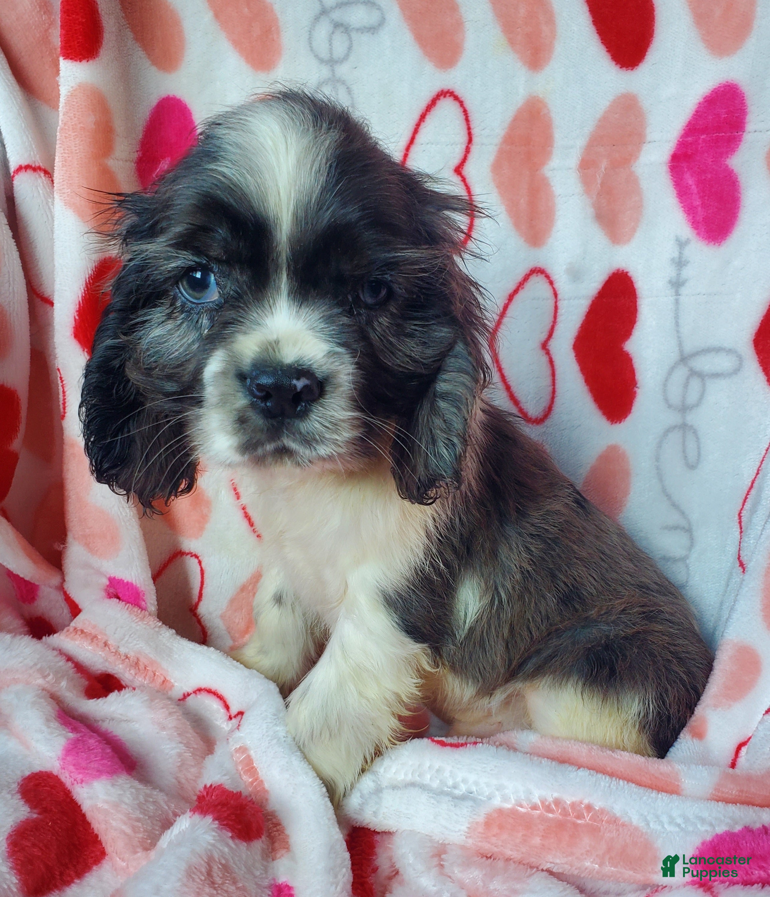 Cocker Spaniel dogs Thor  - Ad 34