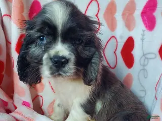 Cocker Spaniel dogs Thor - Ad 34