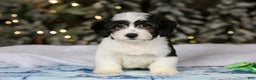 Teddy Bear dogs for sale: Elfie - Ad 33