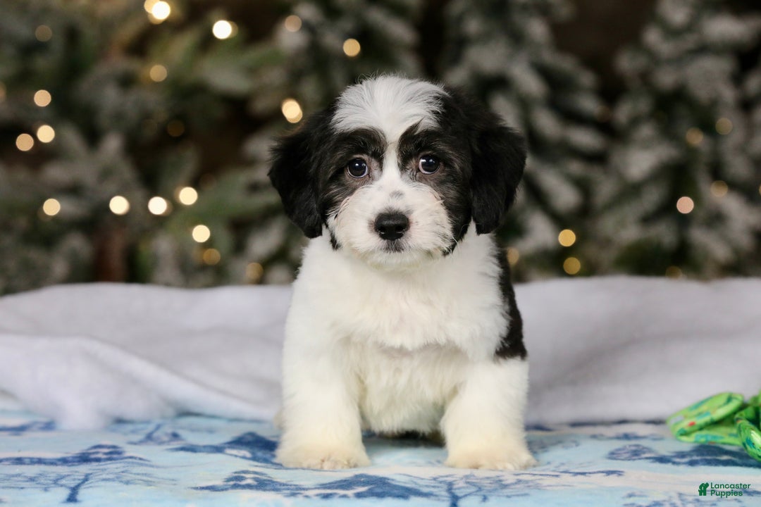 Teddy Bear dogs for sale: Elfie - Ad 33