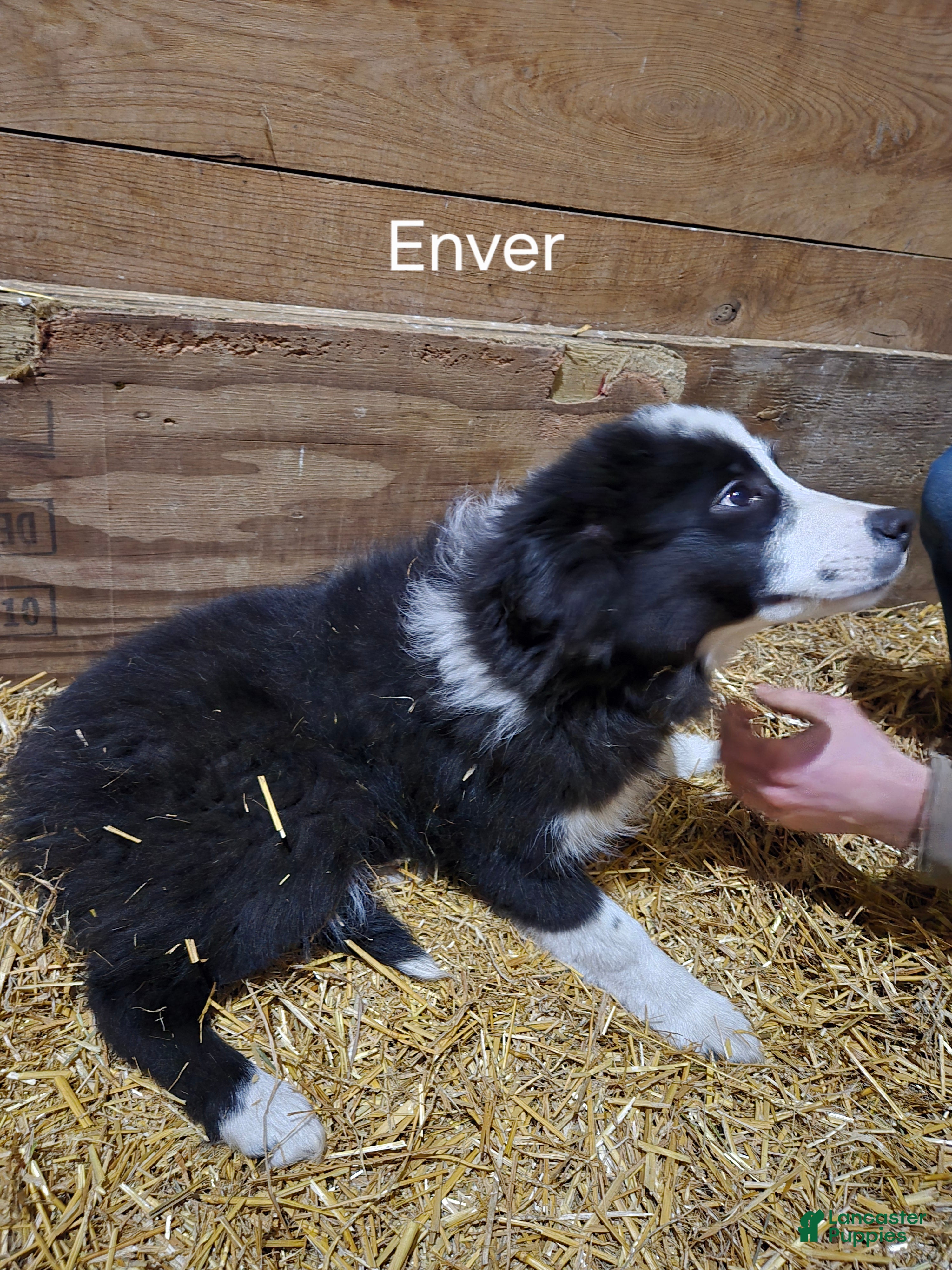 Border Collie dogs Enver - Ad 2