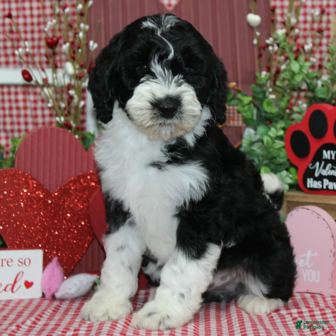 Mixed Breed dogs for sale: Truman - Ad 1