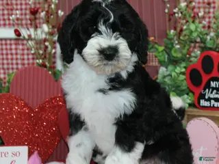 Mixed Breed dogs Truman - Ad 11