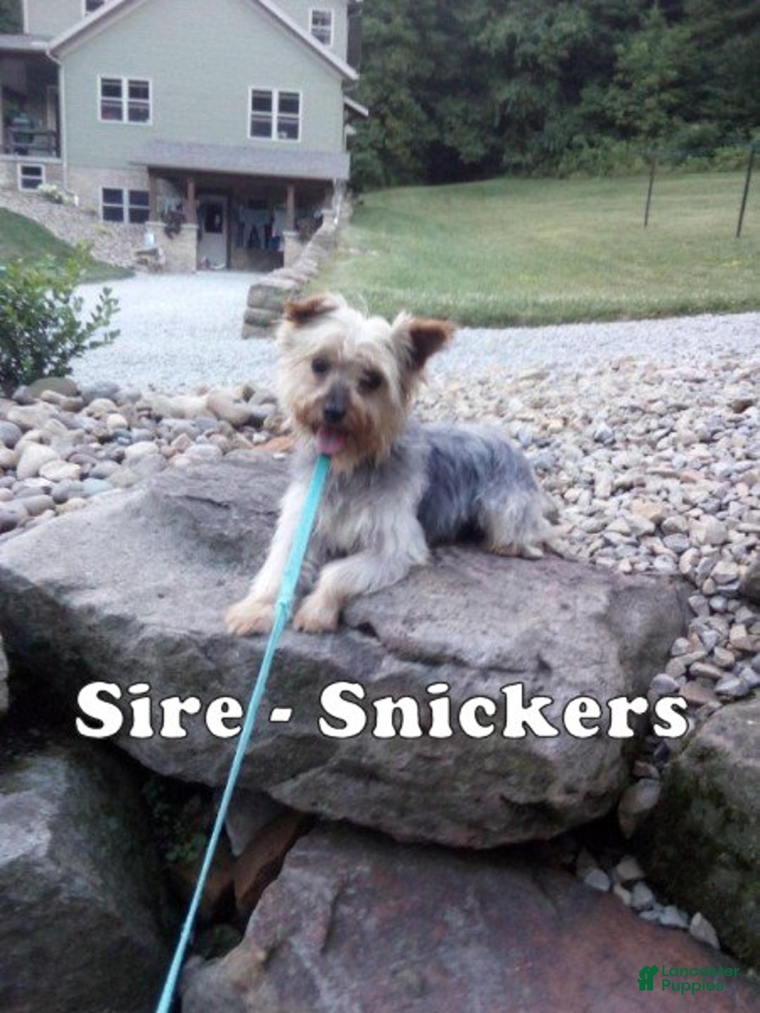 Yorkshire Terrier dogs for sale: Amber - Ad 11