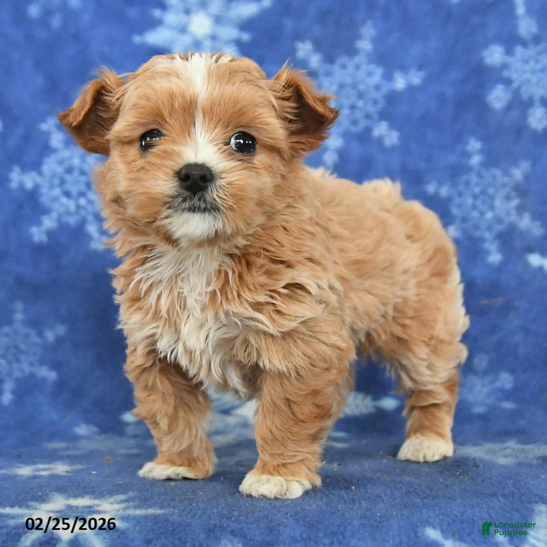 Maltipoo dogs for sale: Griffin - Ad 3