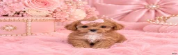 Cavapoo dogs for sale: Mini Cavapoo 1 - Ad 2