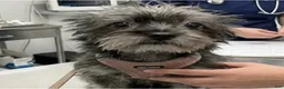 Shihpoo dogs for sale: Shihpoo 1 - Ad 2
