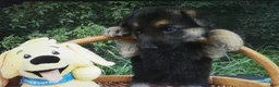 German Shepherd dogs for sale: German Shepherd 2 Sparky - Ad 2