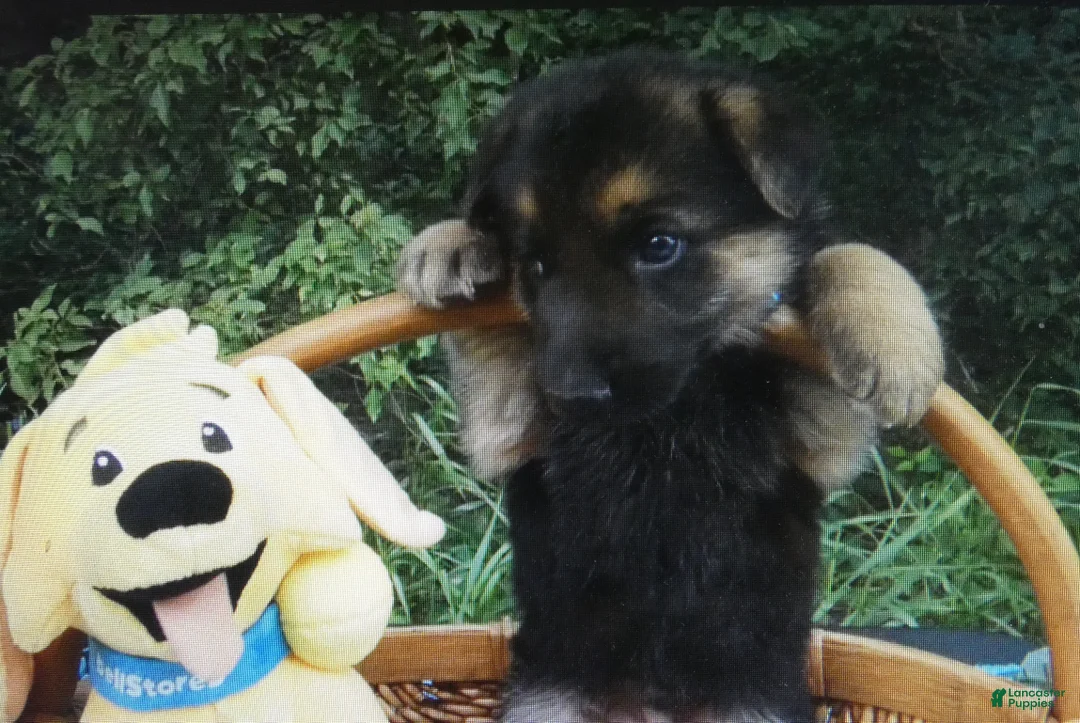 German Shepherd dogs for sale: German Shepherd 2 Sparky - Ad 2