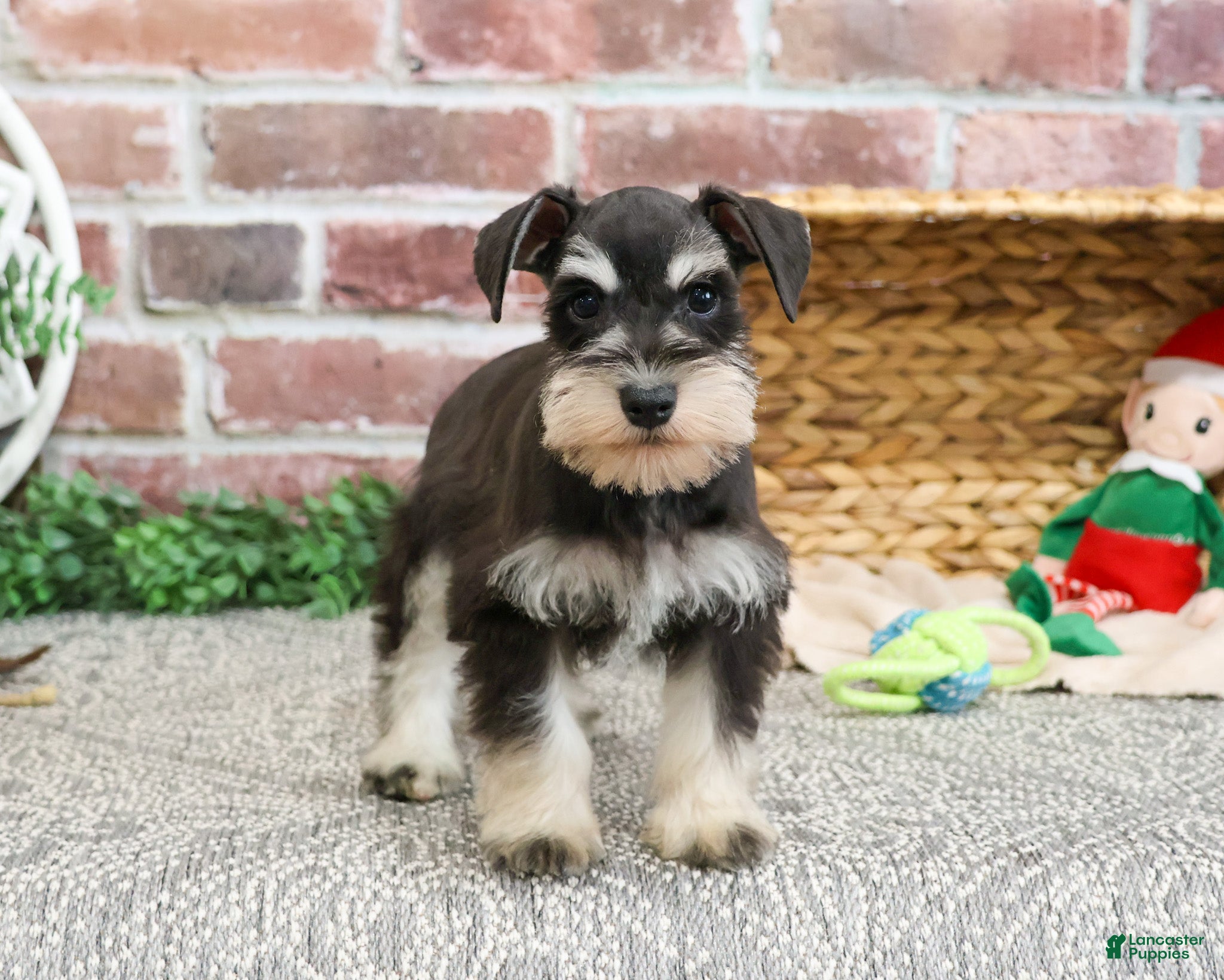 Miniature Schnauzer dogs Fernando - Ad 37