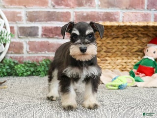 Miniature Schnauzer dogs Fernando - Ad 42
