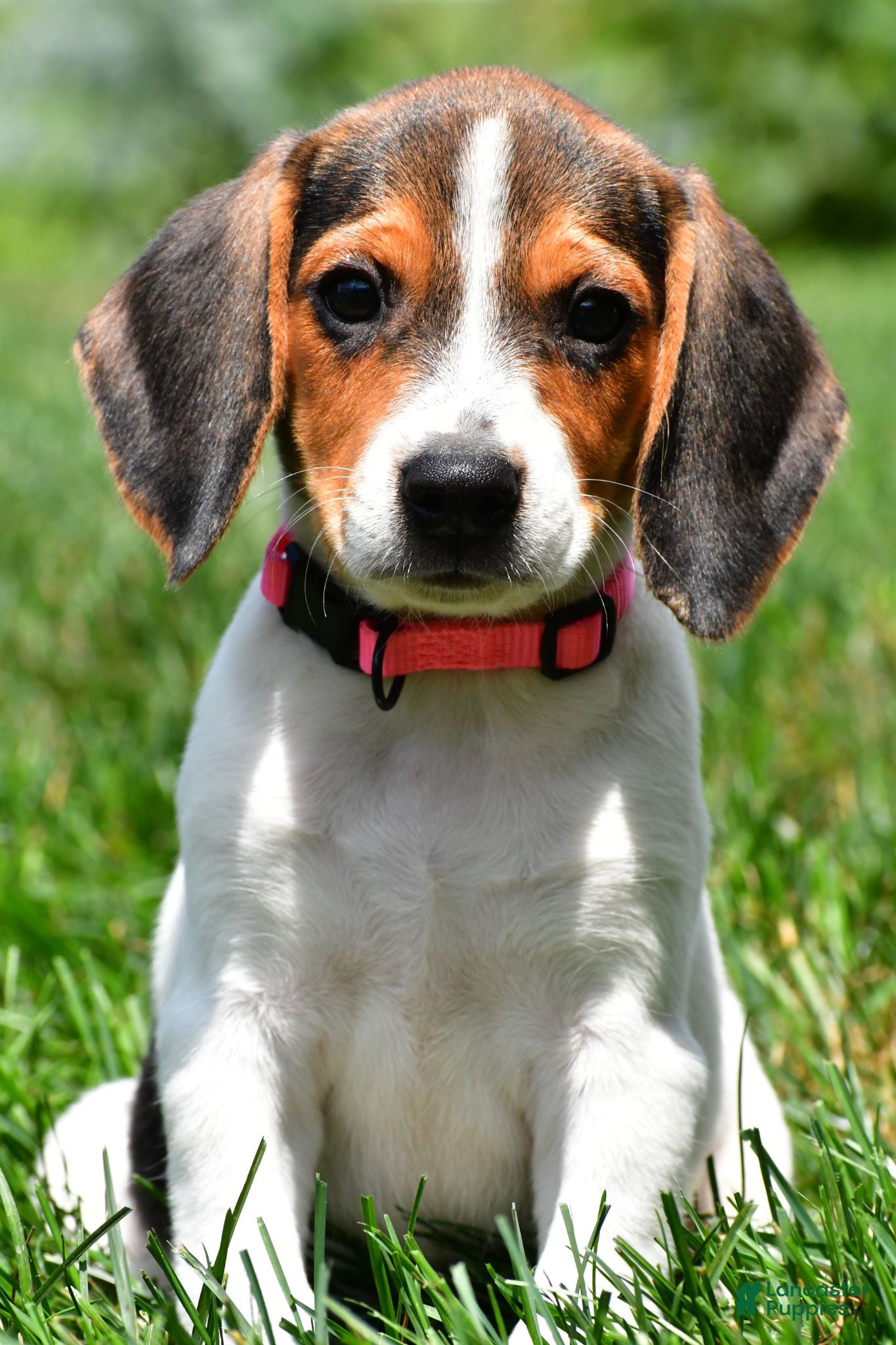 Beagle dogs Piper - Ad 2