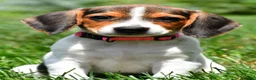 Beagle dogs for sale: Piper - Ad 2