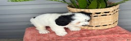Mini Bernedoodle dogs for sale: Fluffy - Ad 11