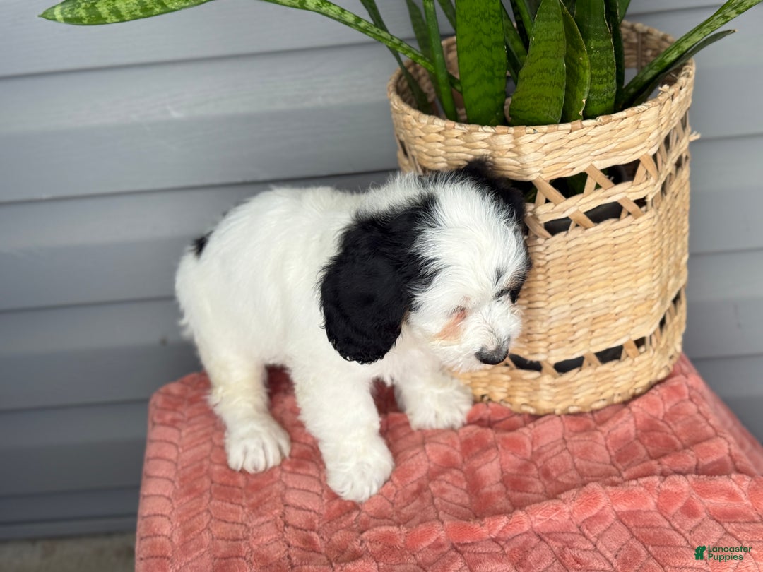 Mini Bernedoodle dogs for sale: Fluffy - Ad 11