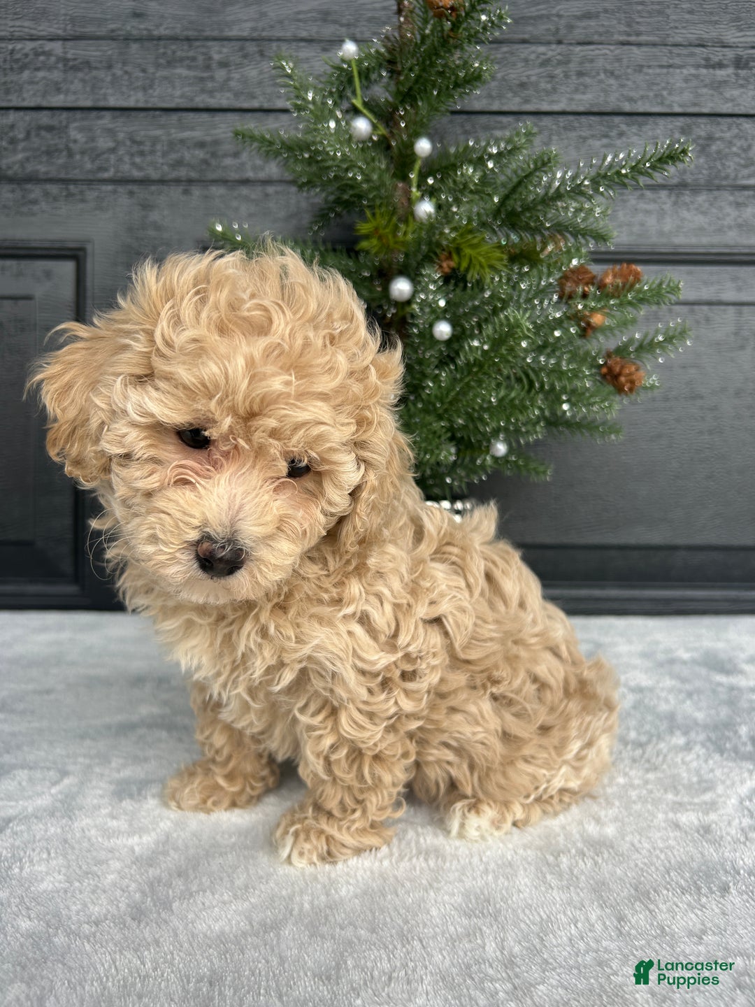 Bichpoo dogs for sale: Bella - Ad 2