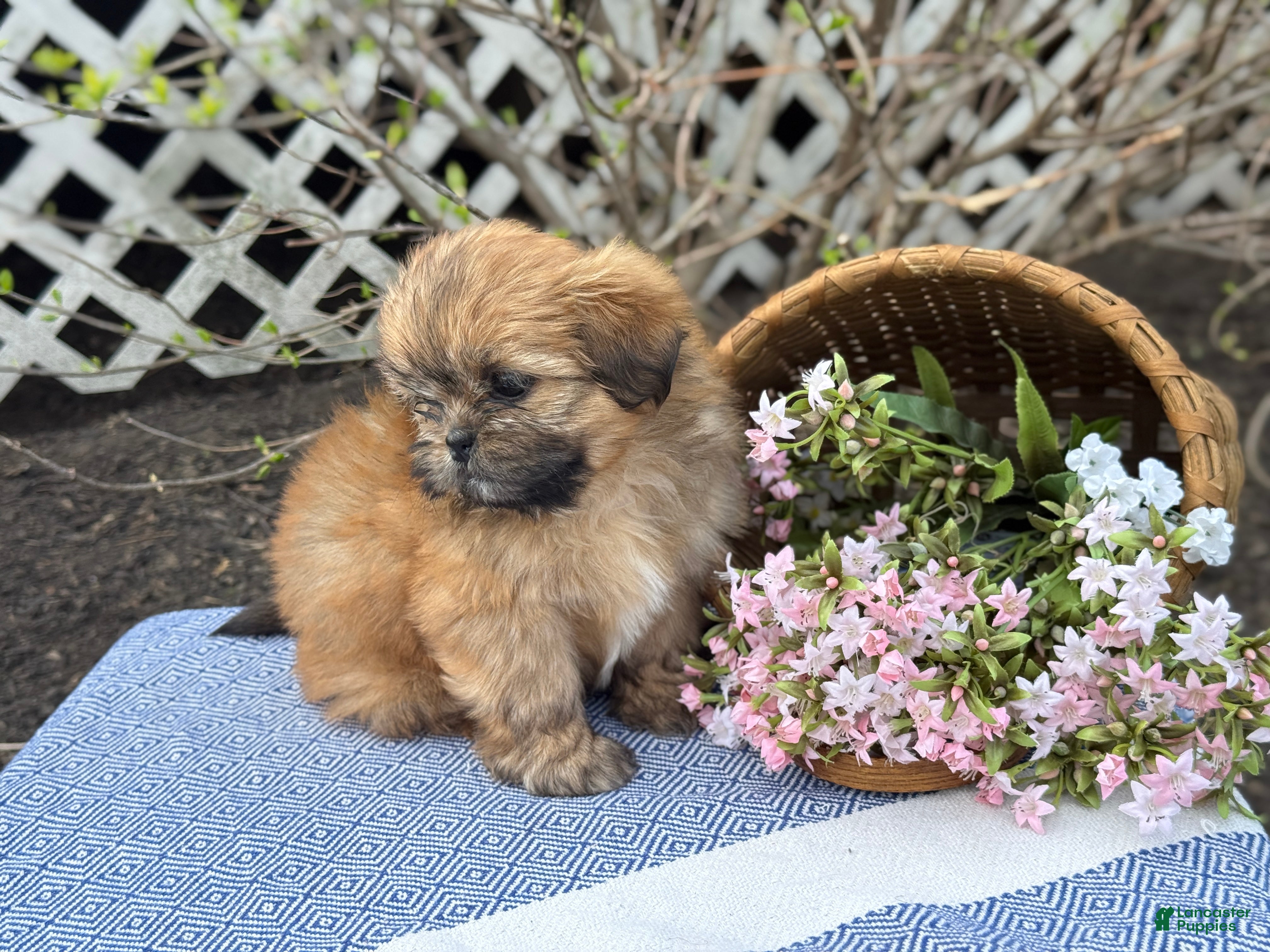 Shih Tzu dogs Daisy - Ad 2