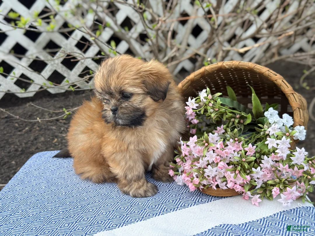 Shih Tzu dogs for sale: Daisy - Ad 2