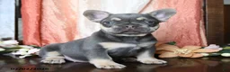 French Bulldog dogs for sale: Hanson - Ad 1
