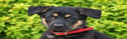 German Shepherd dogs for sale: Rusty - Ad 3