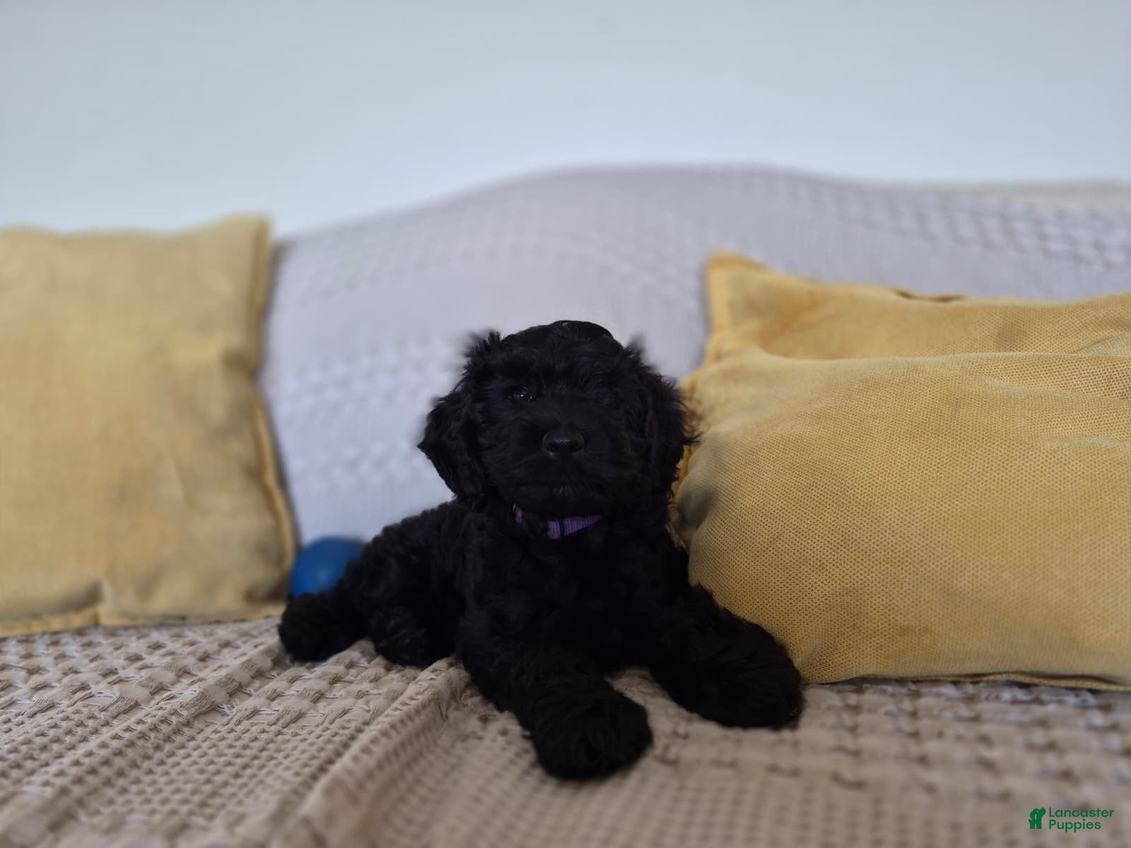 Cockapoo dogs Niall - Ad 2